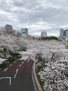 ミッド桜.jpg
